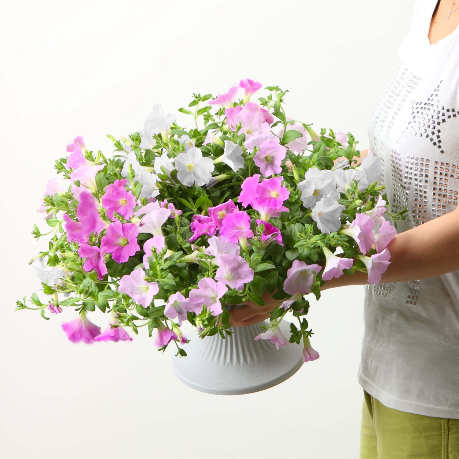 【5/5-10着（着日指定不可）】さくらさくら