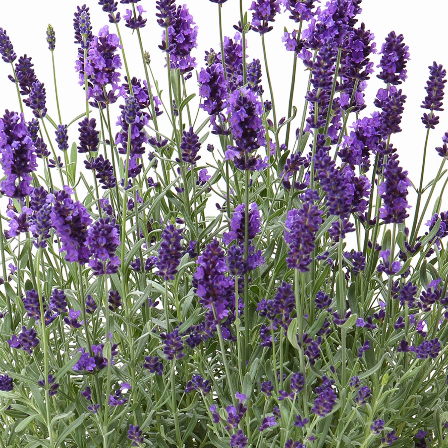 【5/5-10着（着日指定不可）】イングリッシュラベンダー「ほのか」