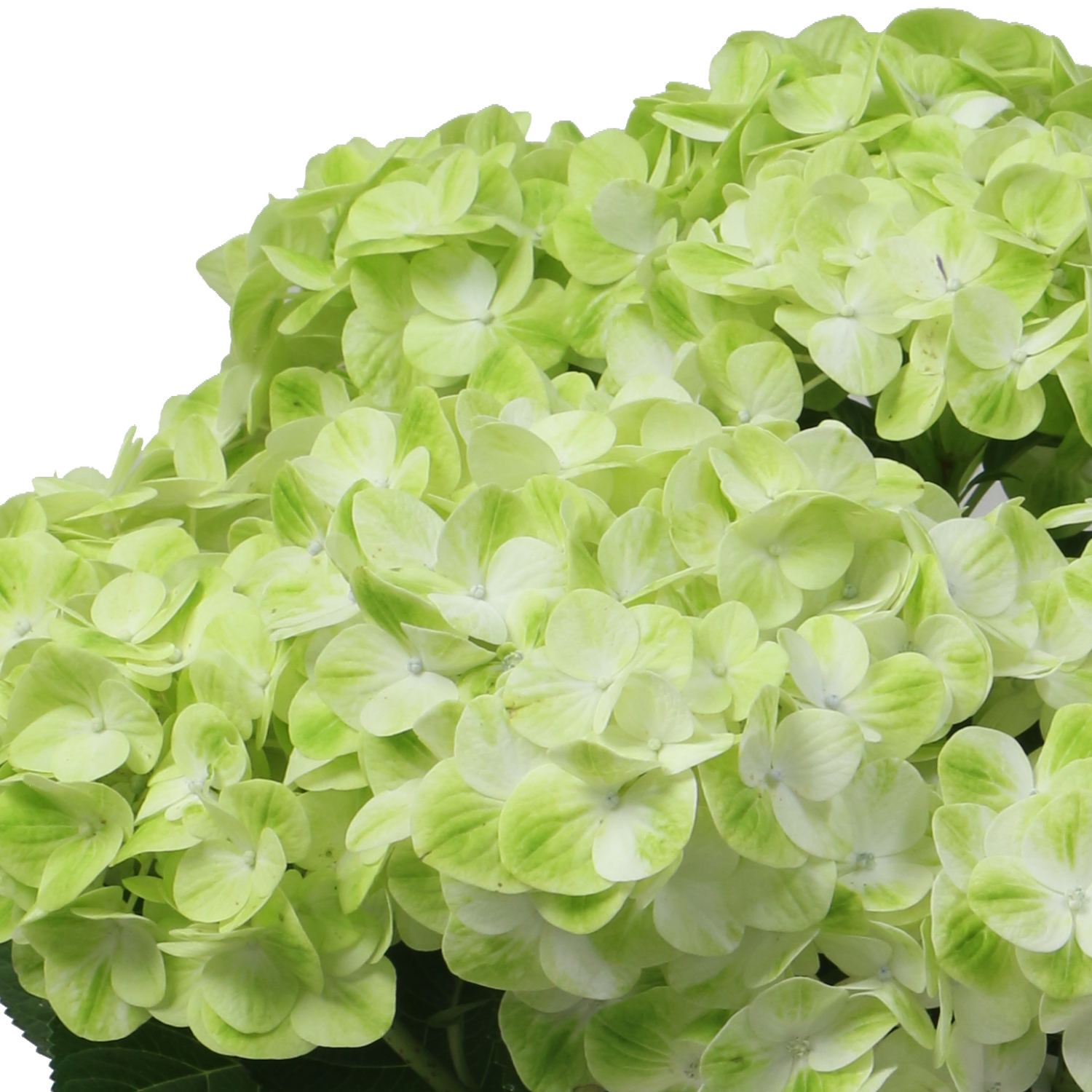 【5/5-10着（着日指定不可）】紫陽花・グリーンラテ