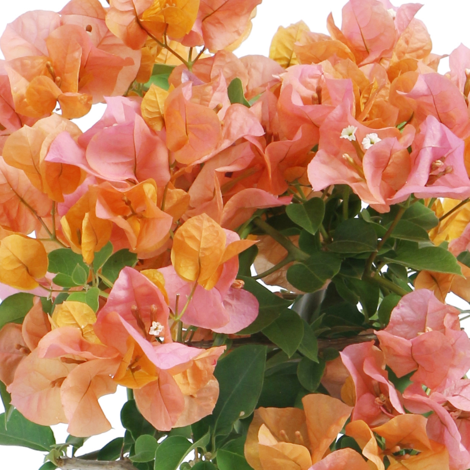 【5/5-10着（着日指定不可）】ブーゲンビリア「カリフォルニアオレンジ」