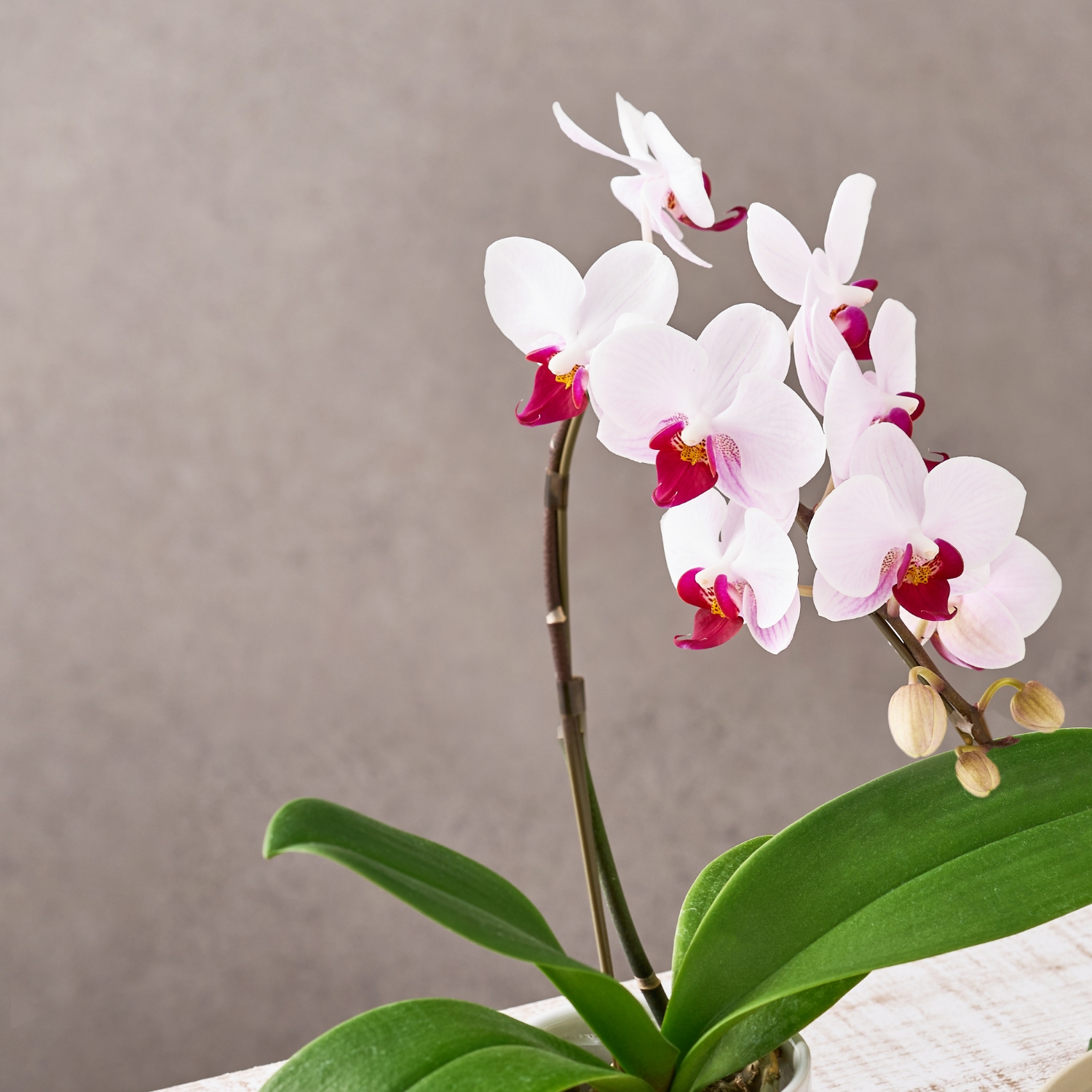 【5/5-10着（着日指定不可）】ミディコチョウラン鉢植え＋徳島なると金時のどら焼き