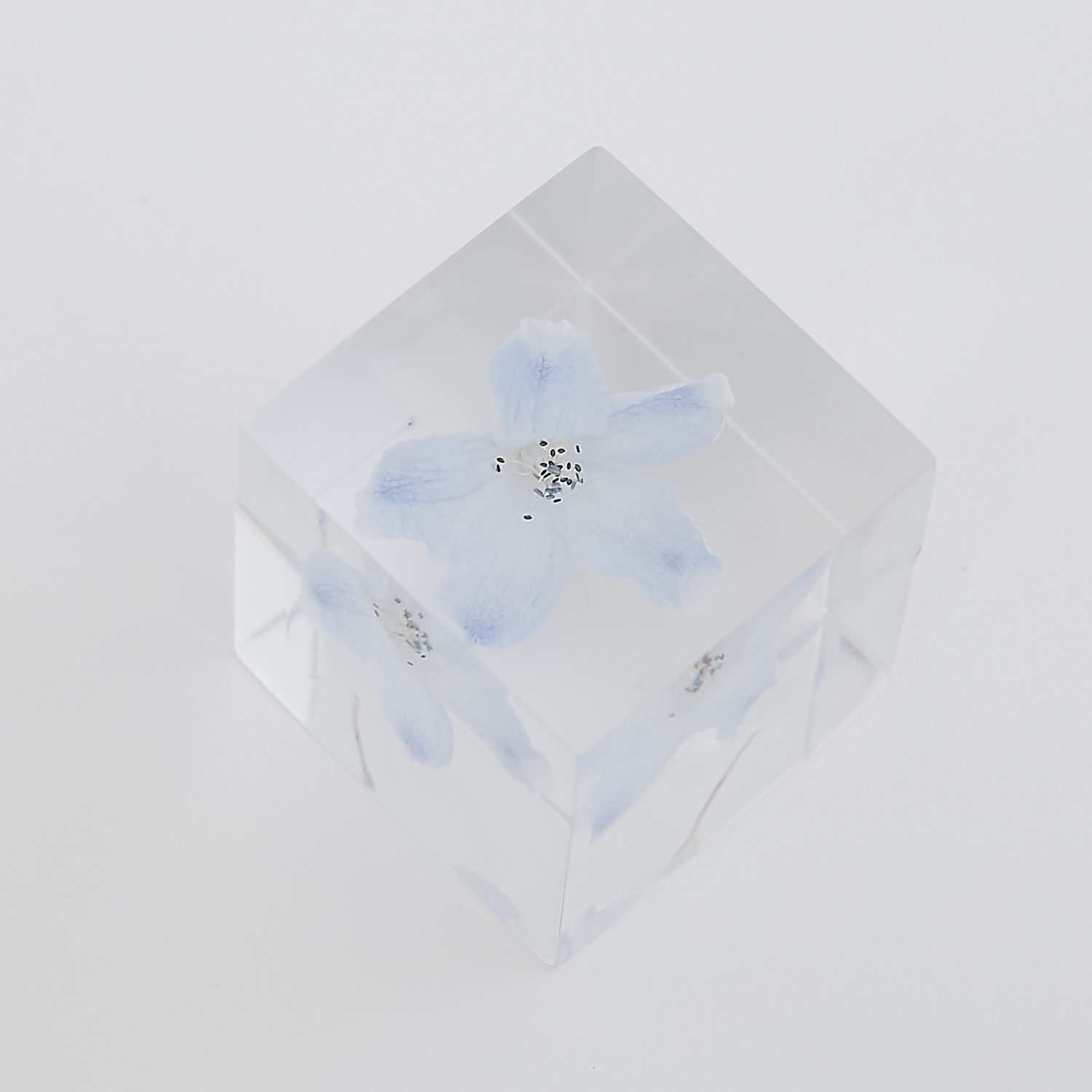Sola cube/デルフィニウム