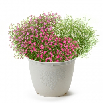 5 3 8着 着日指定不可 かすみ草 ベイビーブレス スタイルストア