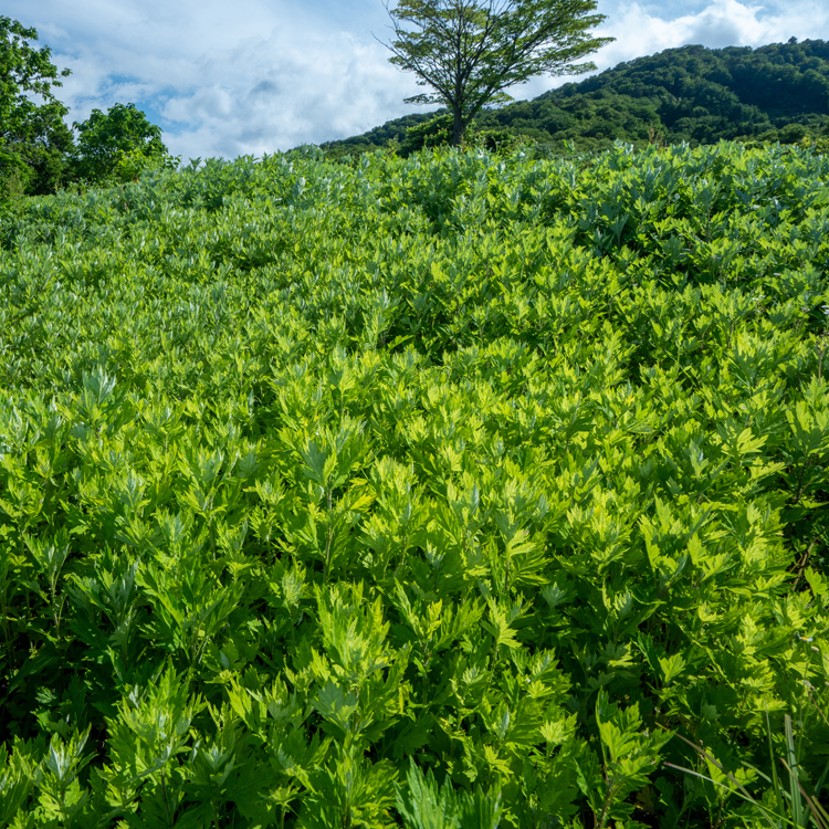 和漢植物発酵液（酵素ドリンク） Herbs to FLORA 3本セット