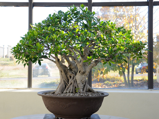 冬のお部屋に潤いと色を彩る植物たちとお手入れ方法。